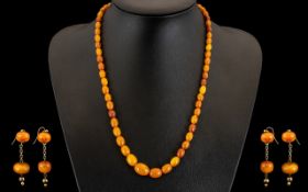 A Superb Quality Early 20th Century Butterscotch Natural Amber Beaded Graduated Necklace. With