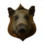 Taxidermy: a Wild Boars head mounted on oak shield