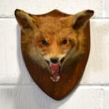 Taxidermy fox head and one other.
