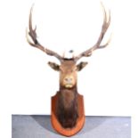 Taxidermy: Wapiti head, worked by Edward Gerrard & Sons, London.