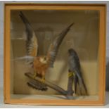 Taxidermy; Cullingford, a pair of Red-footed Falcons / Orange Hobby, branch mount, glazed case, 53.