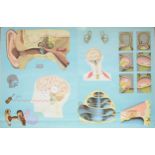 A Large German educational school poster, depicting the ear canal system