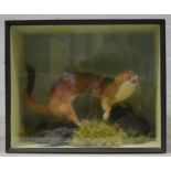 Taxidermy; Stoat, black painted and glazed case, 33cm.