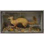 Taxidermy; Pine Marten with kill, naturalistic black painted glazed case, 69cm by Joseph Travis,