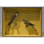 Taxidermy; Cullingford - A pair of Sparrowhawks, glazed case, 61cm DOE 068856 068857.