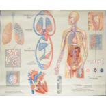 A Large German educational school poster, depicting the respiratory system