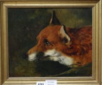 19th century English School, oil on board, Study of a fox's head, 25 x 30cm