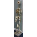 A skeleton on stand