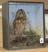 A cased taxidermy tawny owl
