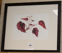 Sue J Williams, watercolour, 'Begonia Regal Minuet', label verso, 26 x 36cm