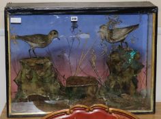A cased taxidermy bird group to include a kingfisher