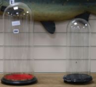 Two glass display domes