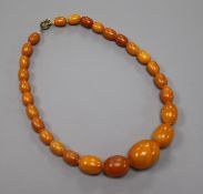 A single strand graduated amber bead necklace, gross weight 30 grams, approx. 36cm.