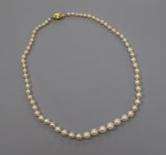 A single strand graduated cultured pearl necklace, with 18ct gold clasp, 39cm.