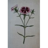 Curtis, William - The Botanical Magazine; or, Flower Garden Displayed, vols 2, 4, 7, 9 and 11,