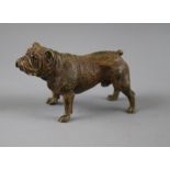 A cold painted bronze bull dog, marked Geschutzt 8412 height 7.5cm