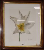 John Matthew Moore (American, 20th/21st century), gouache on paper, Study of an open white tulip,