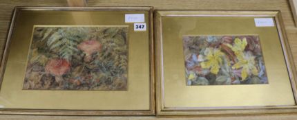 J.Grace, two watercolours, Toadstools and St Johns wort, labels verso Largest 17 x 25cm.