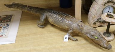 A taxidermy caiman