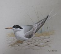 K J Kidd gouache of a Tern and 4 H Weir etchings of birds