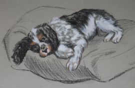 Dora Roderick, pastel, Portrait of a spaniel 'Gypsy' 18 x 27cm.