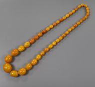 A single strand graduated oval amber bead necklace, gross 58 grams, 62cm.