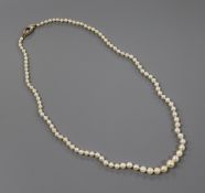 A single strand graduated cultured pearl necklace, with sapphire set yellow metal clasp, 48cm.