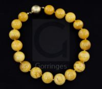 A single strand circular amber bead necklace with 18ct gold ball clasp, gross weight 147.4 grams.