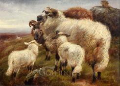 Robert Watson (fl.1877-1920)pair of oils on canvasHighland cattle and sheep in landscapessigned