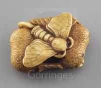 A Japanese ivory netsuke of a moth, Meiji period, emerging from a chrysalis, between nuts and a