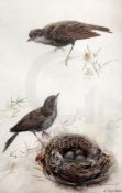 Archibald Thorburn (1860-1935)watercolourSongbirds beside a nestsigned12 x 8in.