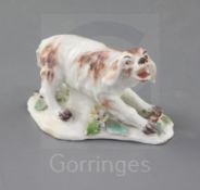 A rare Derby figure of a barking spaniel, c.1760-5, with a stump supporting its belly on a shaped