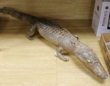 A taxidermy caiman