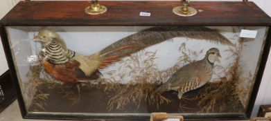 A taxidermy group of a golden pheasant and partridge