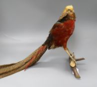 A taxidermy golden pheasant on a branch 35cm high
