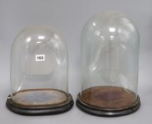 Two glass taxidermy domes and bases