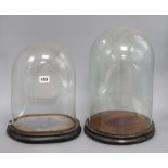 Two glass taxidermy domes and bases