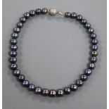 A moder tahitian cultured pearl necklace, with white metal clasp, 41.5cm.