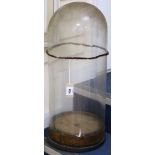A large taxidermy plastic display dome
