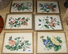 A set of six Chinese pith paper paintings of flowers and butterflies Largest 17 x 26cm.