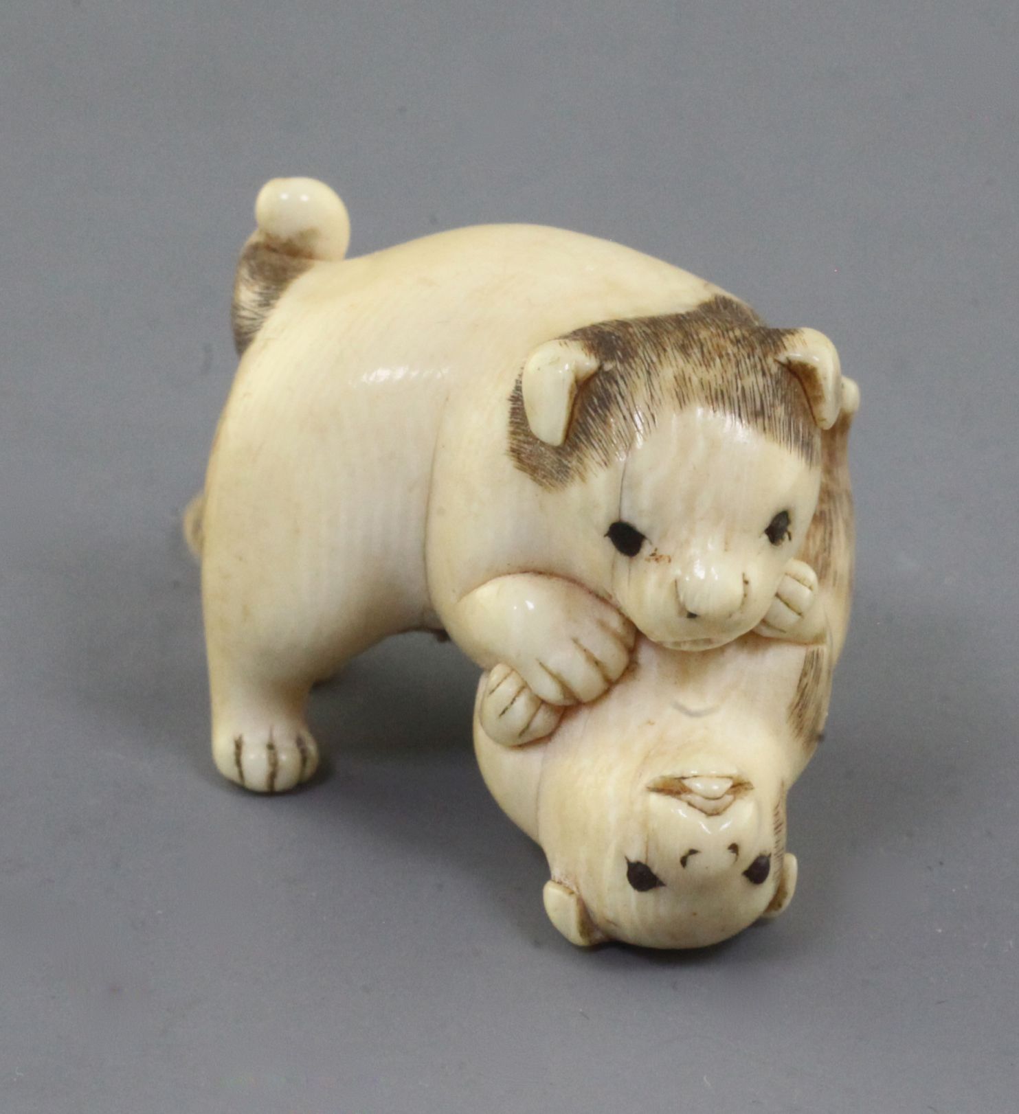 A Japanese ivory netsuke of two puppies, 19th century, the chubby pups play fighting, unsigned, l.