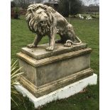 A pair of large reconstituted stone models of snarling lions sejant, H 183cms with plinths,