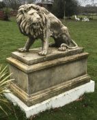 A pair of large reconstituted stone models of snarling lions sejant, H 183cms with plinths,