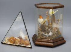 Two taxidermic butterfly displays tallest 22cm