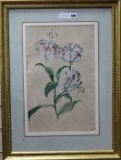 A 19th century French watercolour and gouache study of a lily, indistinctly signed in pencil, 45 x