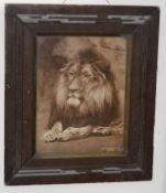 Gambier Bolton (1854-1928), Lion photograph mounted on card numbered 574, credited lower right