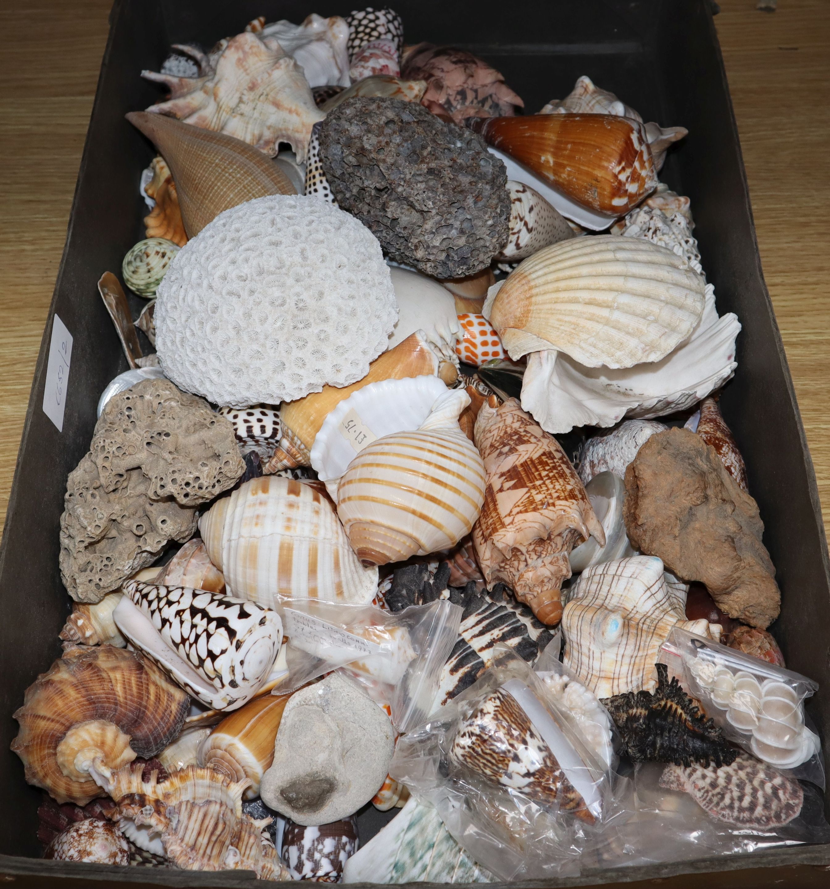 A collection of sea shells and coral