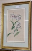 A 19th century French watercolour and gouache study of a lily, indistinctly signed in pencil, 45 x