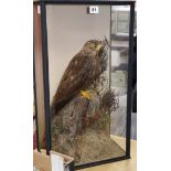 A cased taxidermy bird of prey Height 59cm x 33cm