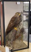 A cased taxidermy bird of prey Height 59cm x 33cm